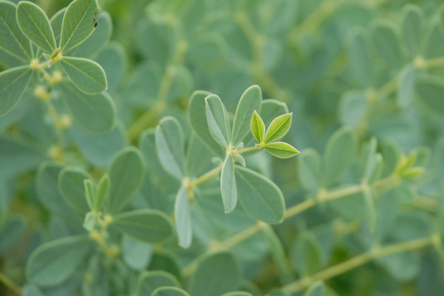 Dwarf Wild Blue Indigo